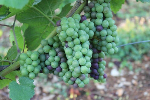 Stéphane de Sousa_20