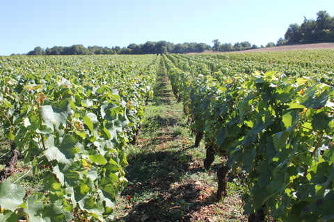 Stéphane de Sousa_7