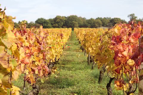 Stéphane de Sousa_22