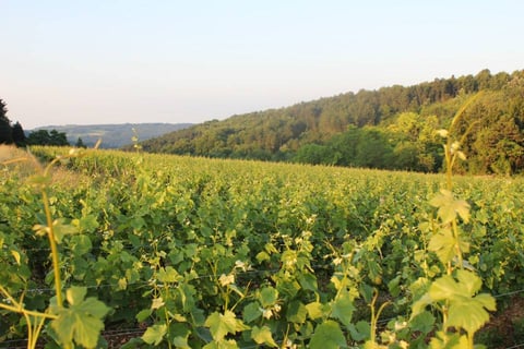 Stéphane de Sousa_8