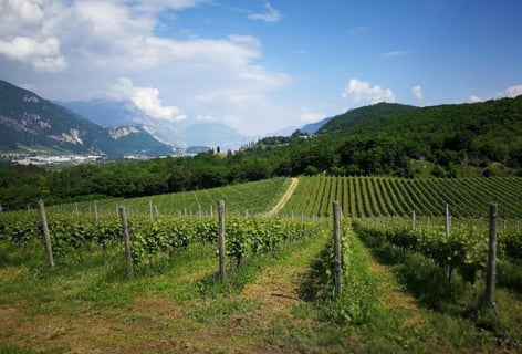 Tenuta Volpare_3