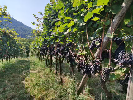 Tenuta Volpare_6