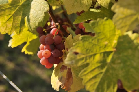 Terres détoiles_Christophe Mittnacht_10