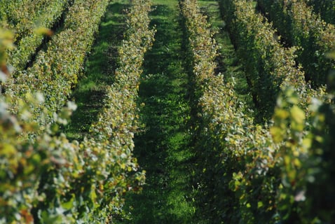 Terres détoiles_Christophe Mittnacht_6