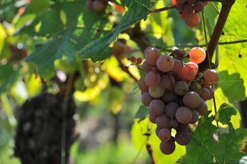 Terres détoiles_Christophe Mittnacht_9