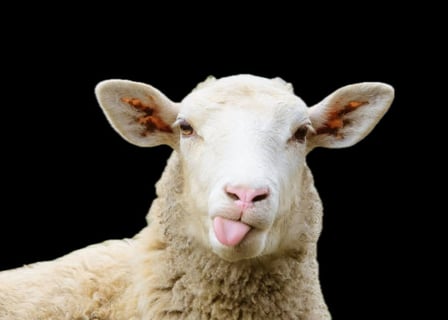 The Sheep_by Maison François Ducrot)_2