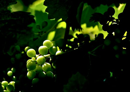 The Sheep_by Maison François Ducrot)_4