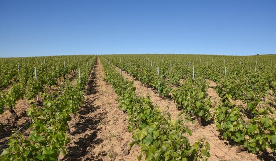 Vignoble Dauny_2