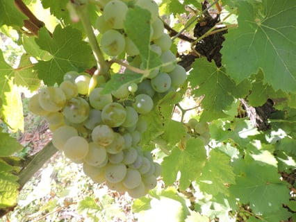 Vignoble Dauny_3