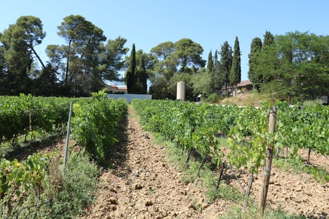 Vignobles Vellas_6