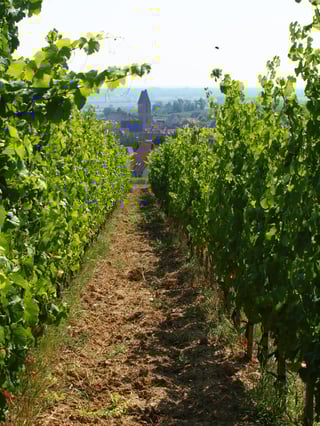 Vignobles des 3 Terres(Sébastien Mann)_13