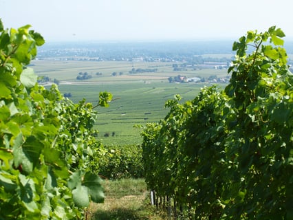 Vignobles des 3 Terres(Sébastien Mann)_14
