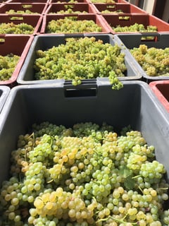 Vignobles des 3 Terres(Sébastien Mann)_17