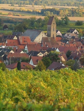Vignobles des 3 Terres(Sébastien Mann)_8