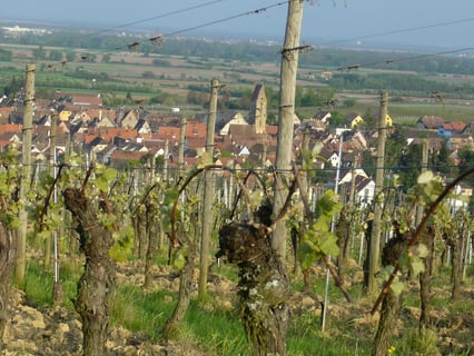 Vignobles des 3 Terres(Sébastien Mann)_9