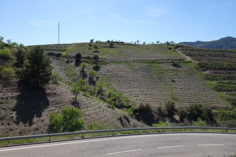 Vinícola del Priorat_4