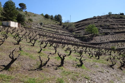 Vinícola del Priorat_6