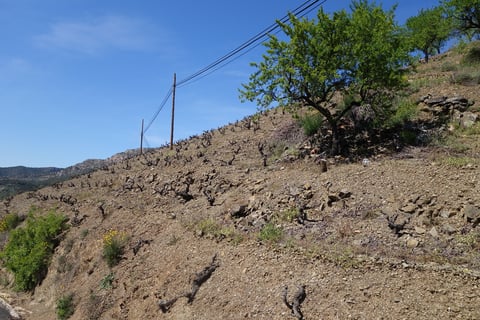 Vinícola del Priorat_7