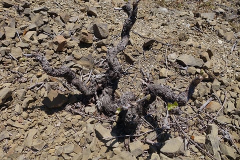 Vinícola del Priorat_8