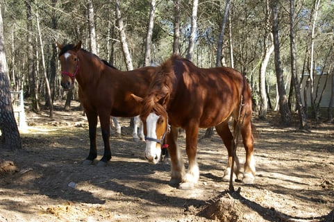 feRRé i CataSúS_10