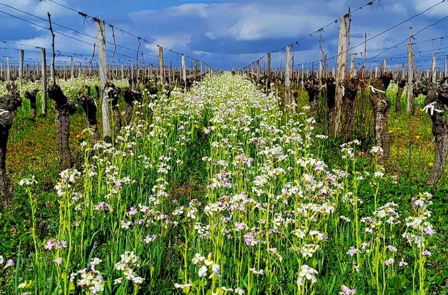 Domaine Haut Ventenac BIO