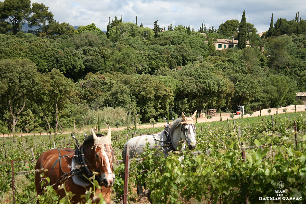 Mas de Daumas Gassac - Labours (18)